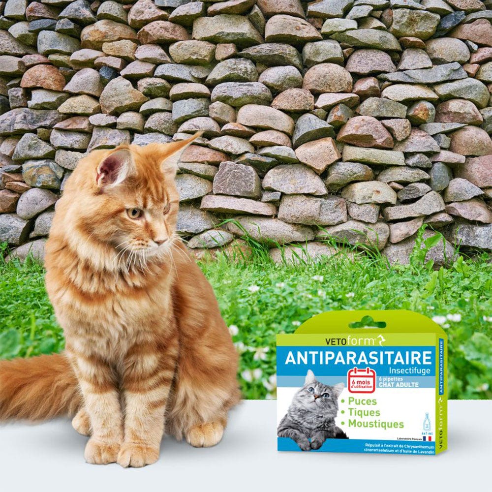 DISANE 2 Pipette Antiparassitarie Per Gatti Naturale | 2 Mesi Di Protezione Contro Insetti E Parassiti Pulci Zecche E Zanzare Formulato Sotto Controllo Veterinario Senza Tossicita Per Il Gatto