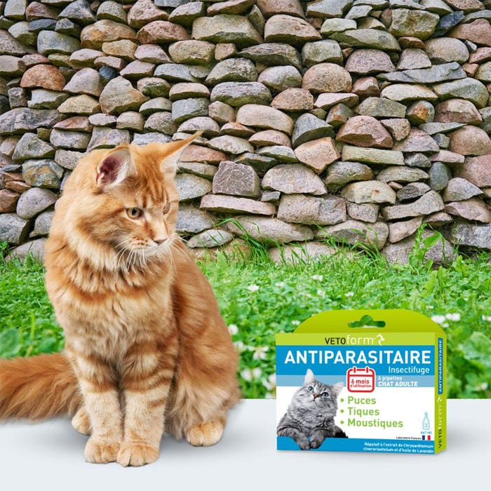 DISANE 2 Pipette Antiparassitarie Per Gatti Naturale | 2 Mesi Di Protezione Contro Insetti E Parassiti Pulci Zecche E Zanzare Formulato Sotto Controllo Veterinario Senza Tossicita Per Il Gatto