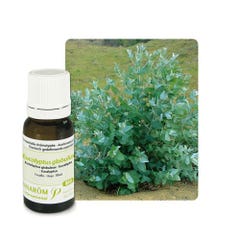 Pranarôm Les Huiles Essentielles Olio essenziale bio di Eucalipto (Eucaliptus Globulus) 10 ml
