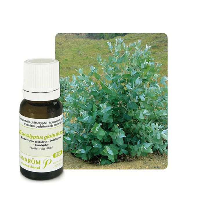 Olio essenziale bio di Eucalipto (Eucaliptus Globulus) 10 ml Les Huiles Essentielles Pranarôm